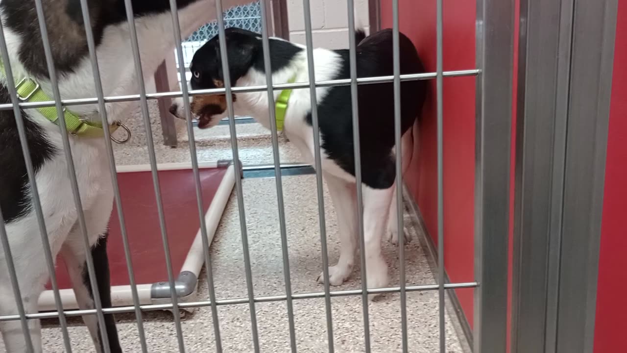 Max-by gate 9mos A873644 Prada-outside-unsure of me 2y A876254 kennel 82 pod 3 PACC shelter202582756