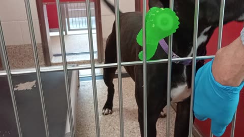 Choo 1y A856908 kennel 11 pod 1 PACC shelter too much handling so he chews on me @vid end20250813140