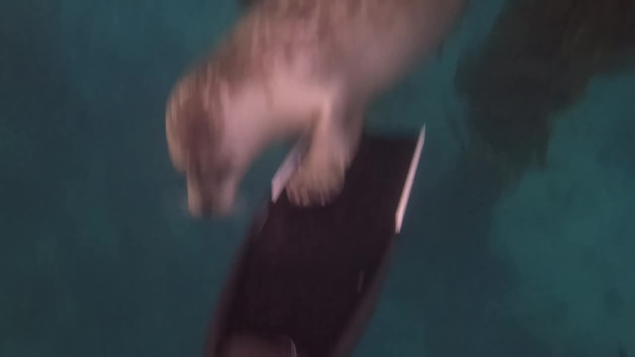 Unexpected Visitor Below the Surface