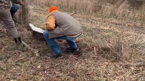 Three Guys Rescue a Deer Stuck in a Fence