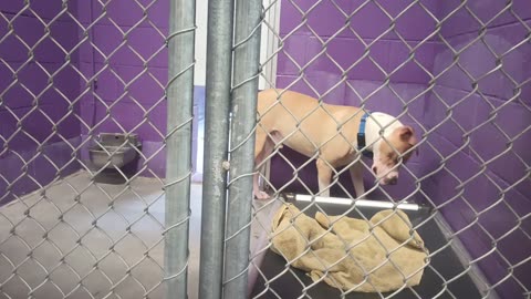Titan 2.5y Pet Id 947131 kennel 25 HSSAZ shelter can be kinda moody 2 me but he's fine20250711_169