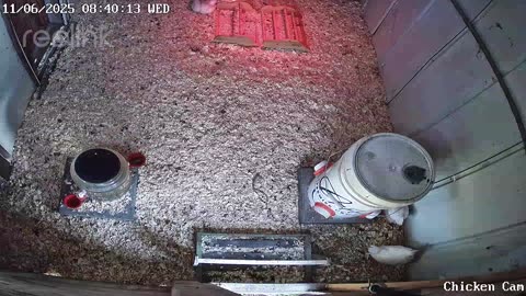Millar Time Chicken Cam