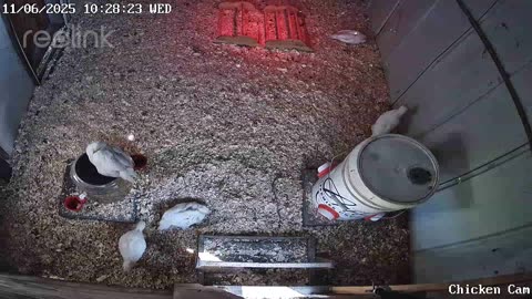 Millar Time Chicken Cam