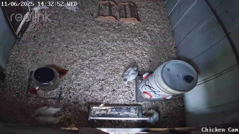 Millar Time Chicken Cam
