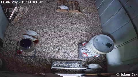 Millar Time Chicken Cam