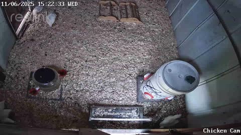 Millar Time Chicken Cam