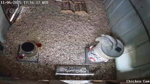 Millar Time Chicken Cam