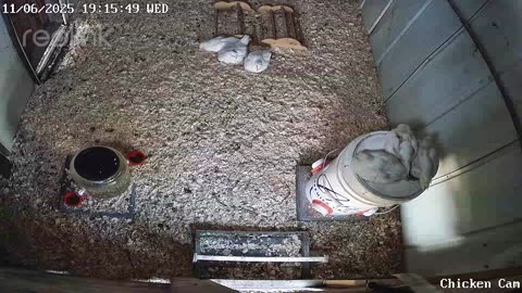 Millar Time Chicken Cam