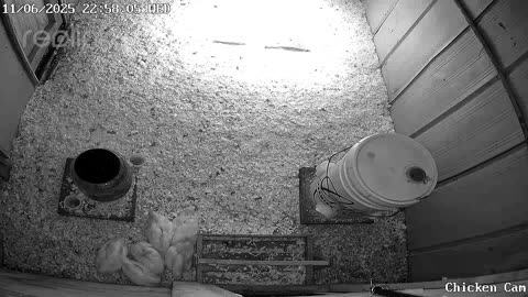 Millar Time Chicken Cam