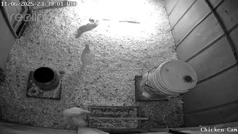 Millar Time Chicken Cam
