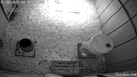 Millar Time Chicken Cam