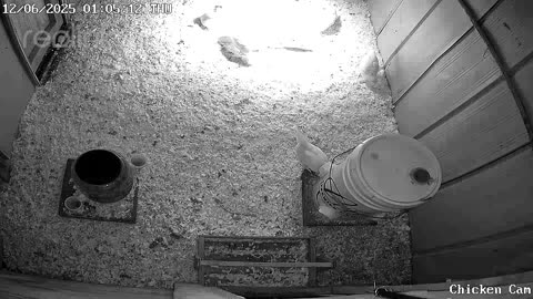 Millar Time Chicken Cam