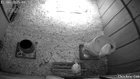 Millar Time Chicken Cam