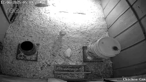Millar Time Chicken Cam