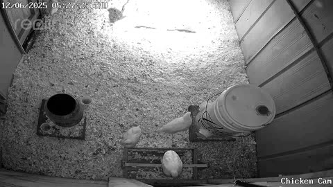 Millar Time Chicken Cam