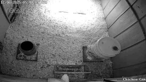 Millar Time Chicken Cam