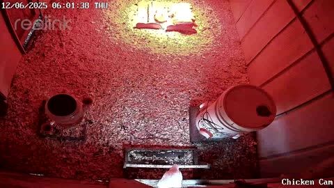 Millar Time Chicken Cam