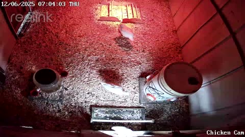 Millar Time Chicken Cam