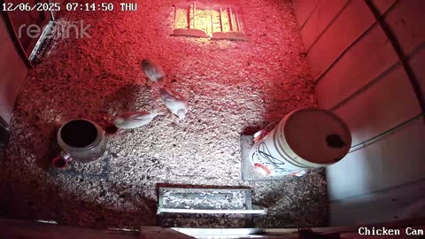 Millar Time Chicken Cam