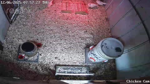 Millar Time Chicken Cam