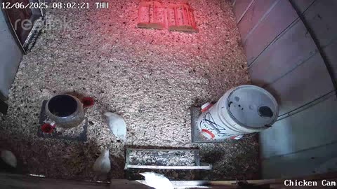 Millar Time Chicken Cam