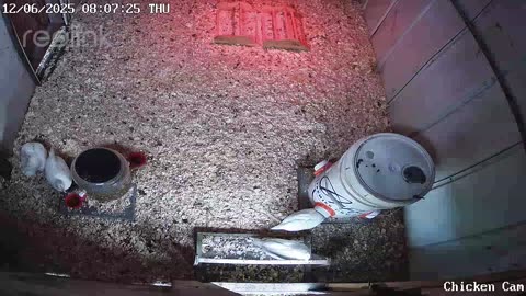 Millar Time Chicken Cam