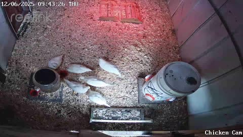 Millar Time Chicken Cam