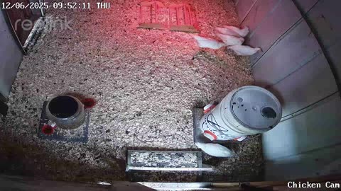 Millar Time Chicken Cam