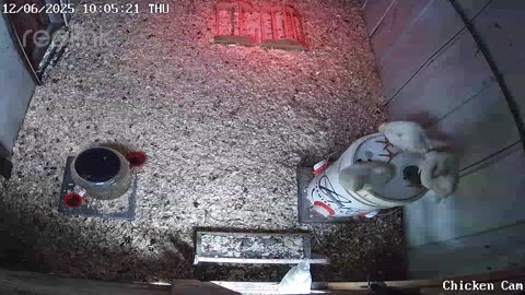 Millar Time Chicken Cam