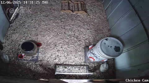 Millar Time Chicken Cam