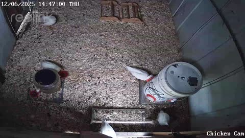 Millar Time Chicken Cam