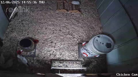 Millar Time Chicken Cam