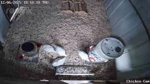 Millar Time Chicken Cam