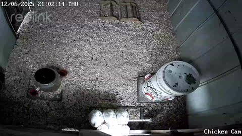 Millar Time Chicken Cam