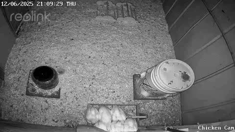 Millar Time Chicken Cam