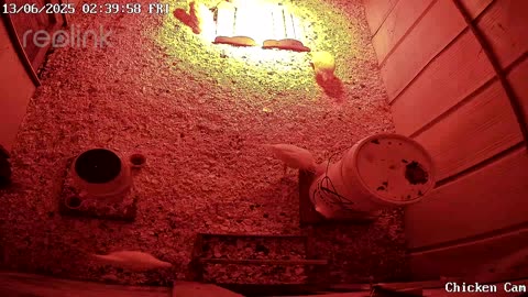 Millar Time Chicken Cam