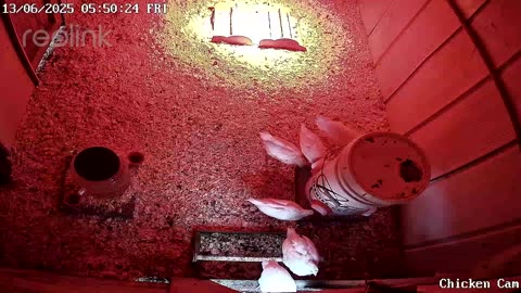 Millar Time Chicken Cam
