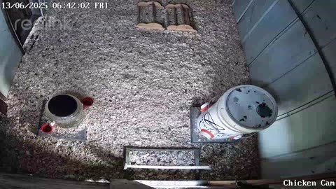 Millar Time Chicken Cam