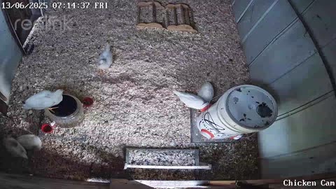 Millar Time Chicken Cam