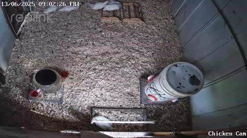 Millar Time Chicken Cam