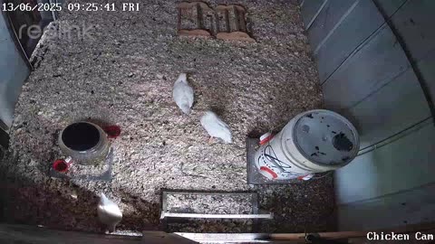 Millar Time Chicken Cam