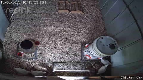 Millar Time Chicken Cam