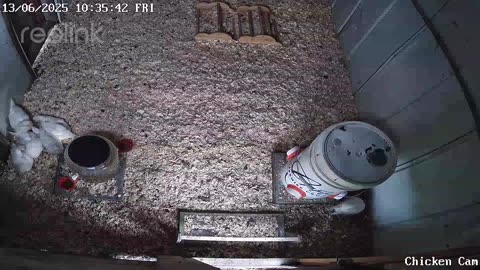 Millar Time Chicken Cam