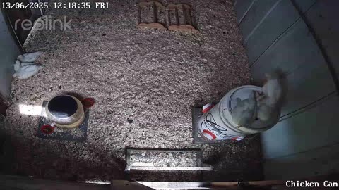 Millar Time Chicken Cam