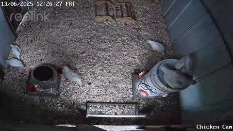 Millar Time Chicken Cam