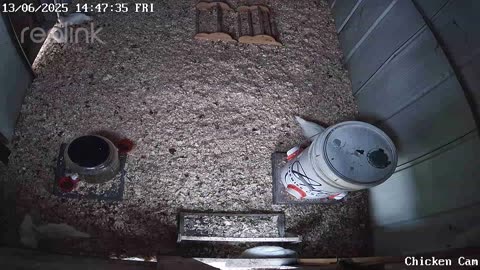 Millar Time Chicken Cam