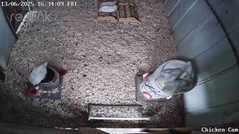 Millar Time Chicken Cam