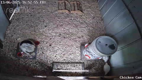 Millar Time Chicken Cam