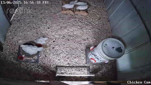 Millar Time Chicken Cam