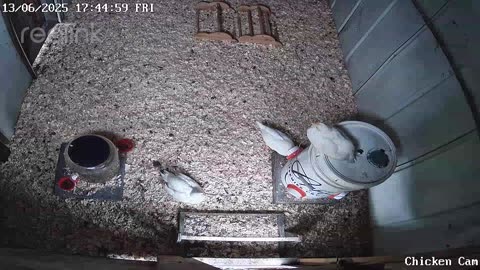 Millar Time Chicken Cam